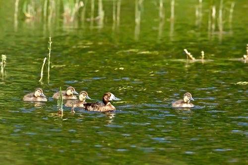 Female Greater Scaup with ducklingsby Alan Vernon. is licensed under CC BY-NC-SA 2.0